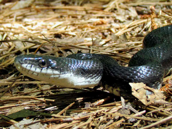 black-racer